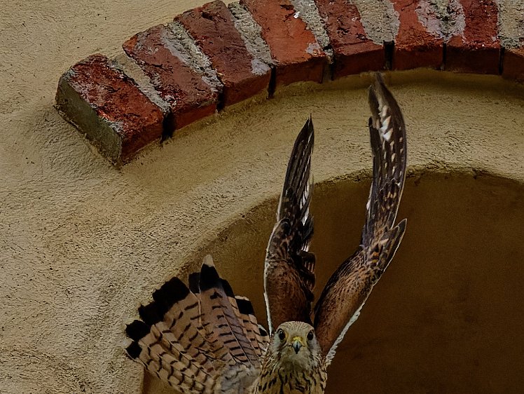 20210703_X7037470_EM1II_DxO-kingf-crop